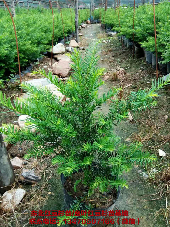 辽宁红豆杉苗价格 辽宁红豆杉苗种植基地