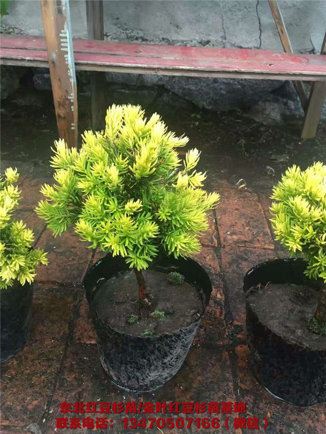 辽宁金叶红豆杉苗种植基地 辽宁金叶红豆杉苗种植基地