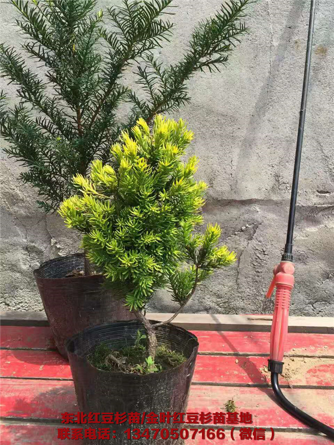辽宁金叶红豆杉苗批发价格 辽宁金叶红豆杉苗基地