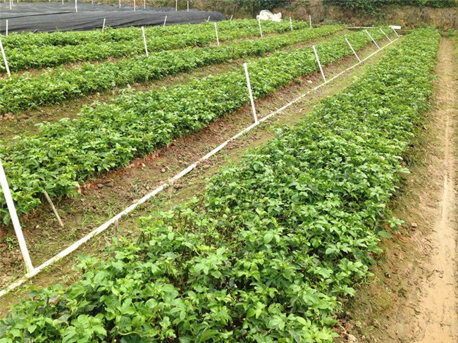百香果苗批发 优质百香果苗价格 百香果苗培育基地