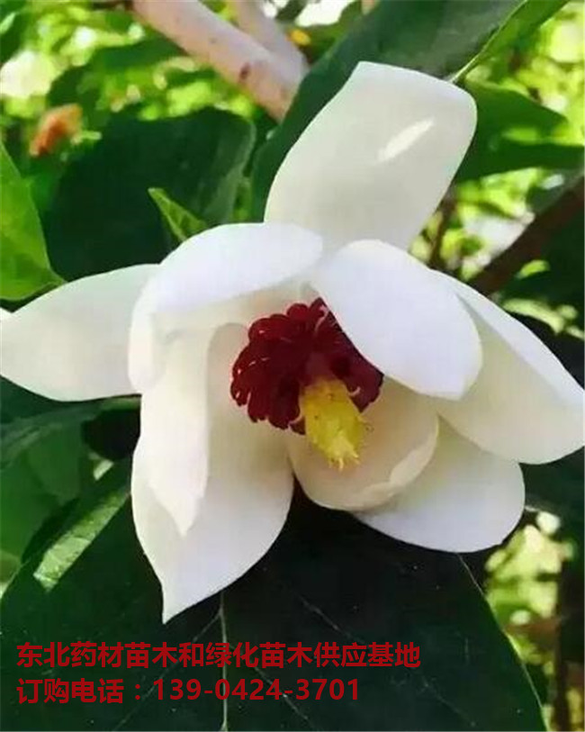 辽宁天女木兰苗圃基地 辽宁天女木兰基地