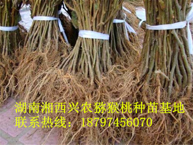 湖南猕猴桃嫁接苗采购 湘西猕猴桃嫁接苗直销