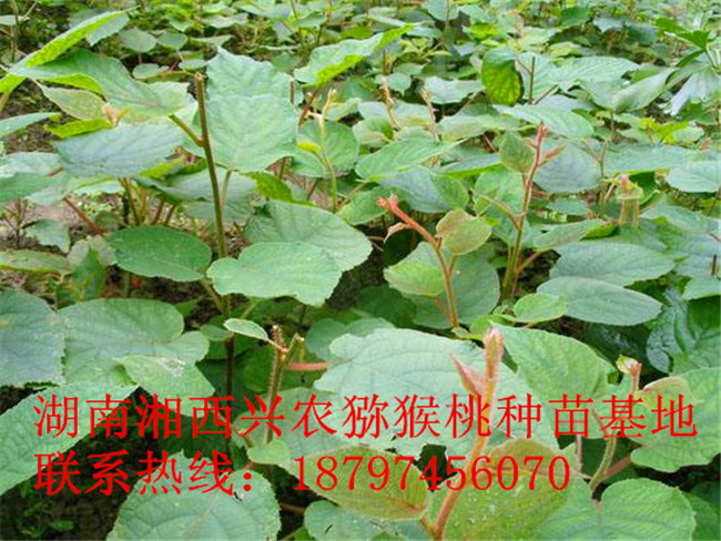 湖南猕猴桃嫁接苗直销 湘西猕猴桃嫁接苗采购
