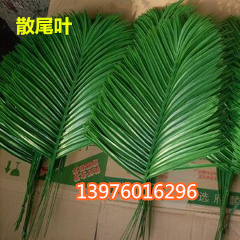 海南散尾供应商 海口散尾出售