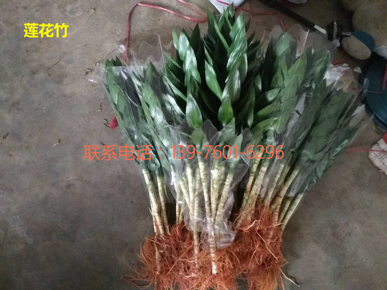 海南莲花竹供应商 海口莲花竹出售