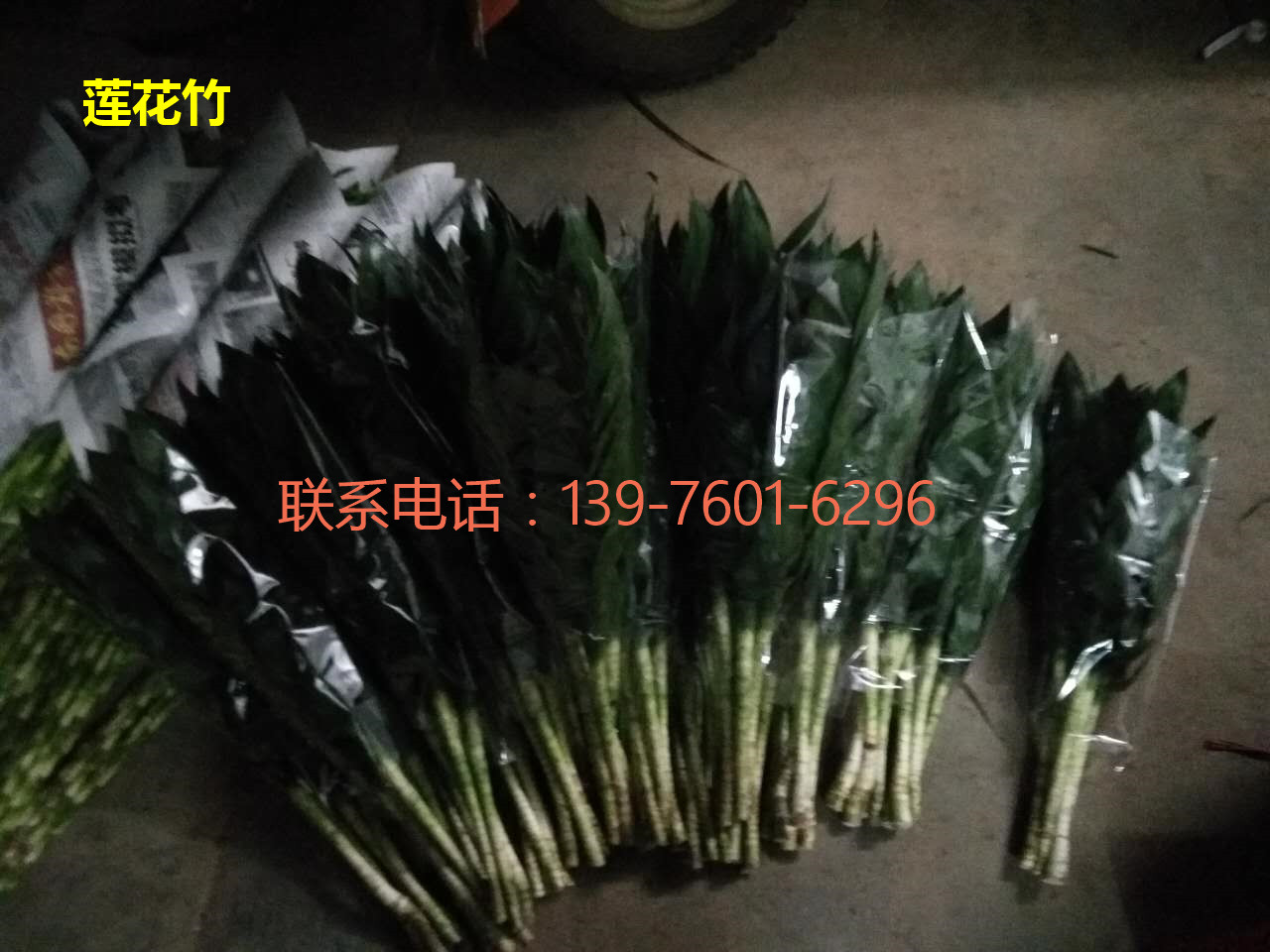 海南莲花竹采购 海口莲花竹直销