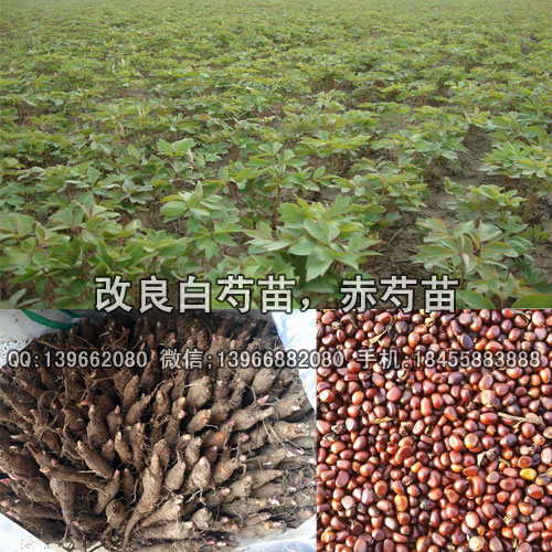 安徽赤芍苗种植 辽宁赤芍苗种值批发