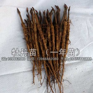 菏泽油用牡丹苗批发 洛阳油用牡丹苗批发价格
