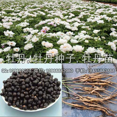 菏泽油用牡丹苗种子批发 洛阳油用牡丹苗种子批发价格