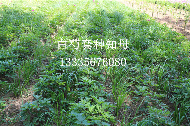 河南白芍苗育苗基地 河南白芍苗育苗基地