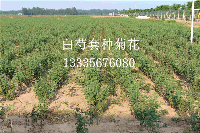 安徽白芍苗种苗基地 安徽白芍苗种苗基地
