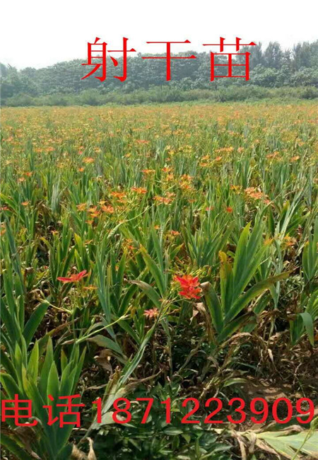 亳州射干苗专业种植 亳州射干苗园艺基地