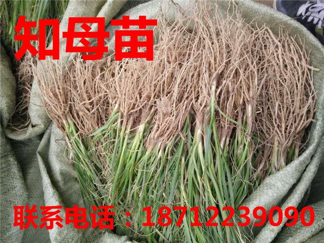 亳州知母苗专业种植 亳州知母苗园艺基地