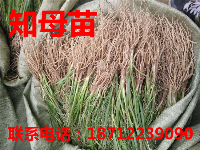 安徽知母苗园艺基地 安徽射干苗园艺基地