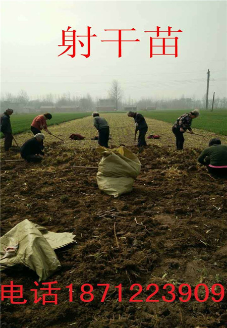 安徽射干苗园艺基地 安徽射干苗专业种植