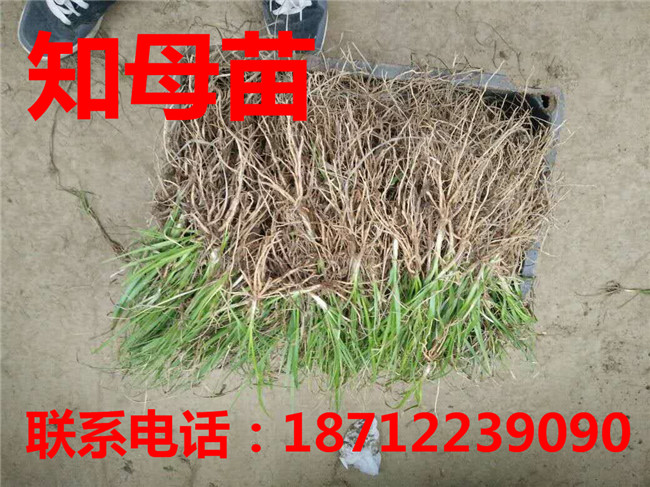 亳州射干苗专业种植 亳州知母苗专业种植