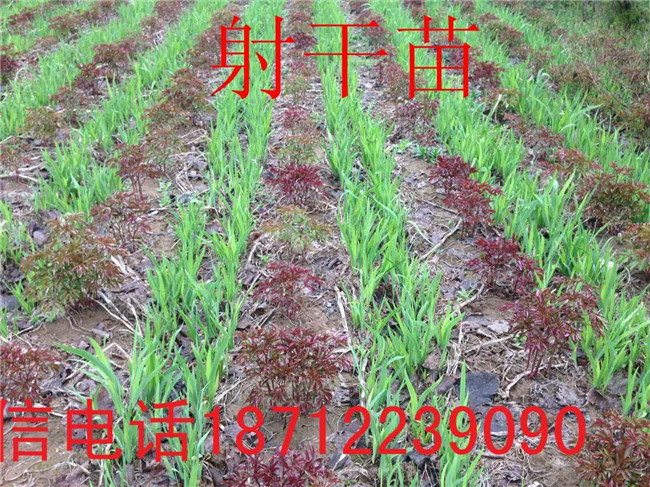亳州知母苗专业种植 亳州射干苗专业种植