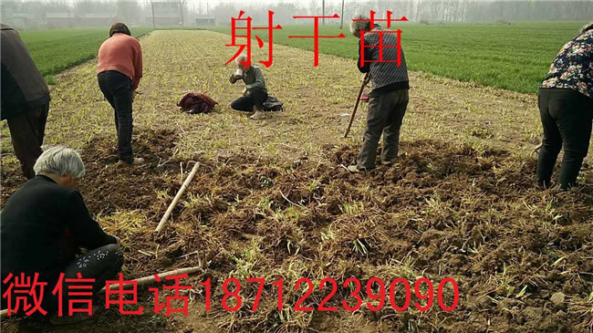 亳州知母苗园艺基地 亳州射干苗园艺基地