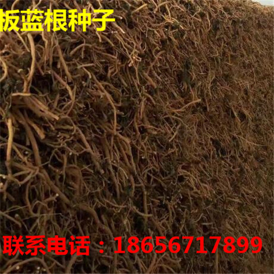 安徽板蓝根种子专业育苗 安徽板蓝根种子专业种植