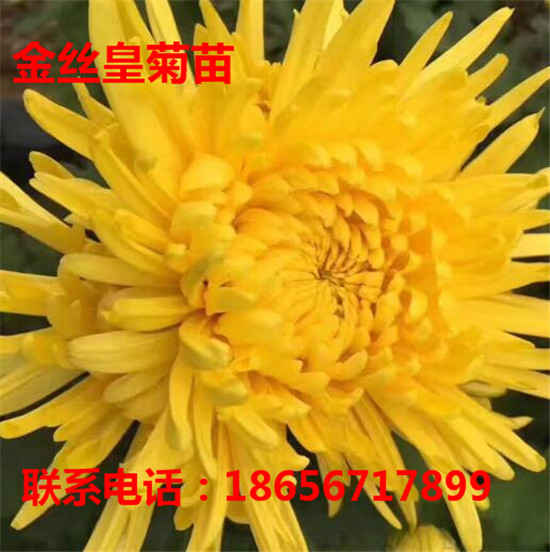 安徽金丝皇菊苗专业育苗 安徽金丝皇菊苗专业种植