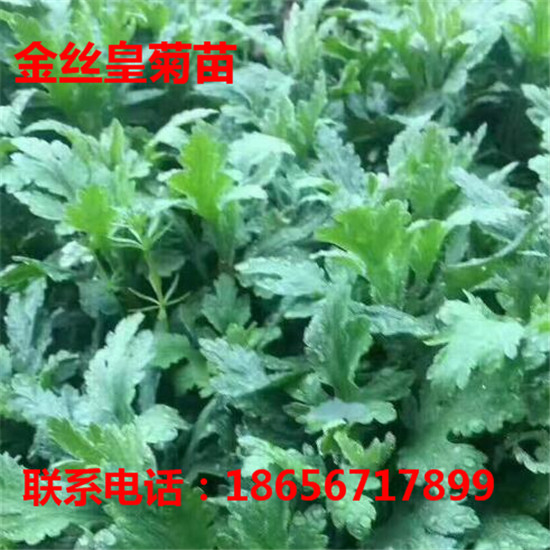 亳州金丝皇菊苗专业育苗 亳州金丝皇菊苗专业种植