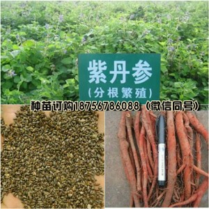 亳州丹参苗批发商 亳州丹参苗供货商电话