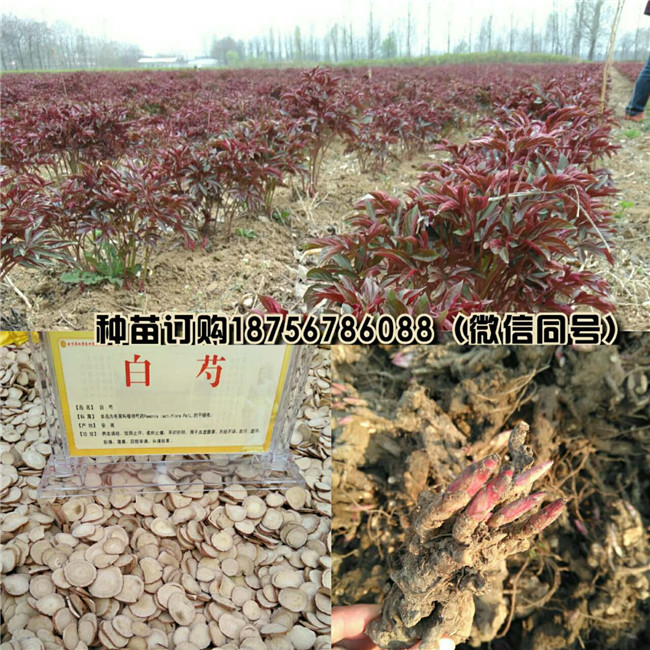 安徽白芍种苗批发商 安徽白芍种苗供货商电话