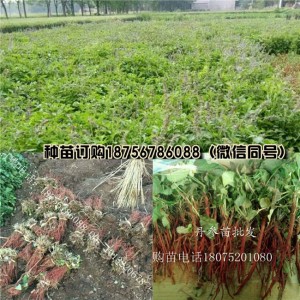 亳州丹参苗批发商 安徽丹参苗供货商电话
