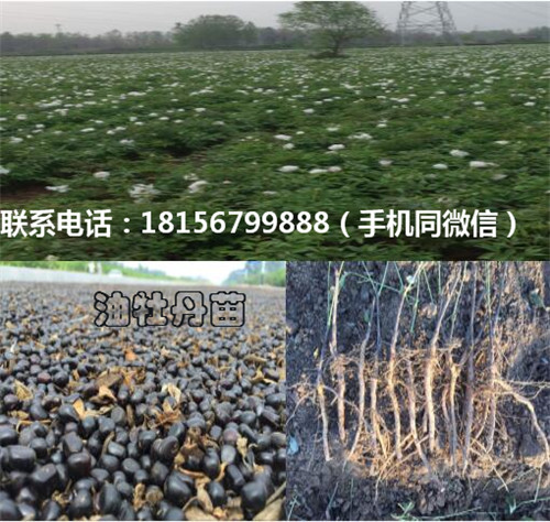 亳州油牡丹苗种植园 亳州油牡丹苗育苗场