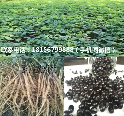 亳州油牡丹苗育苗场 亳州油牡丹苗种植园