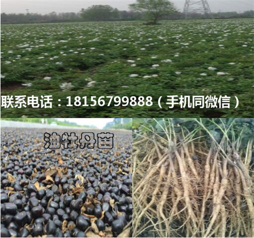 安徽油牡丹苗种植园 安徽油牡丹苗育苗场