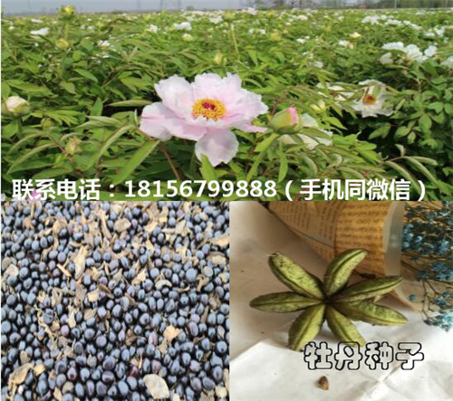 安徽牡丹种子种植园 安徽牡丹种子育苗场