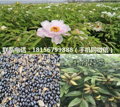 安徽牡丹种子育苗场 安徽牡丹种子种植园