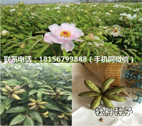 亳州牡丹种子种植园 亳州牡丹种子育苗场