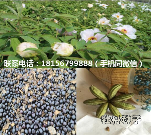 亳州牡丹种子育苗场 亳州牡丹种子种植园