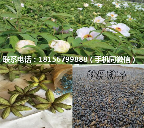 安徽牡丹种子种植园 亳州牡丹种子育苗场