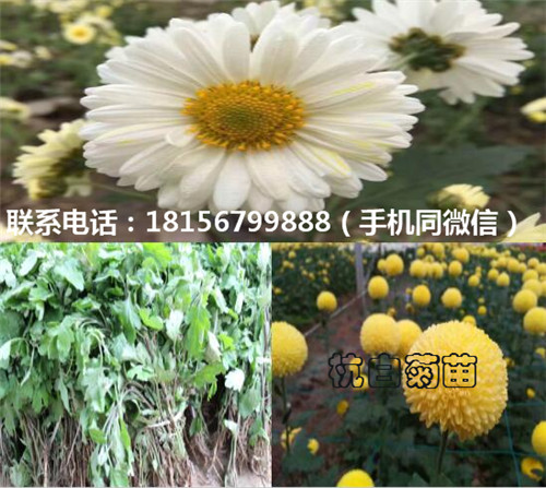 安徽杭白菊苗种植园 安徽杭白菊苗育苗场