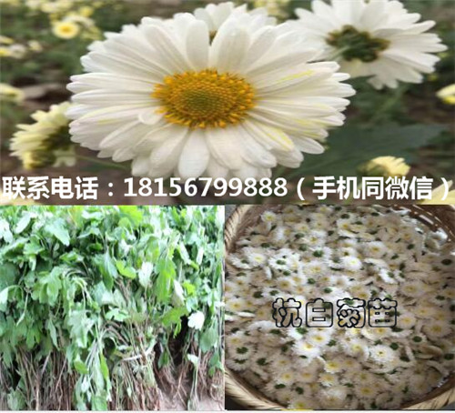 安徽杭白菊苗育苗场 安徽杭白菊苗种植园