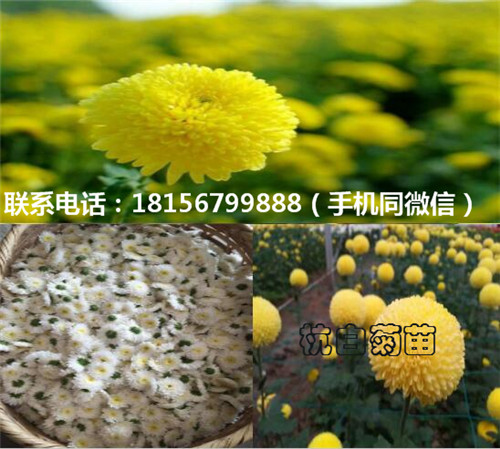 亳州杭白菊苗种植园 亳州杭白菊苗育苗场