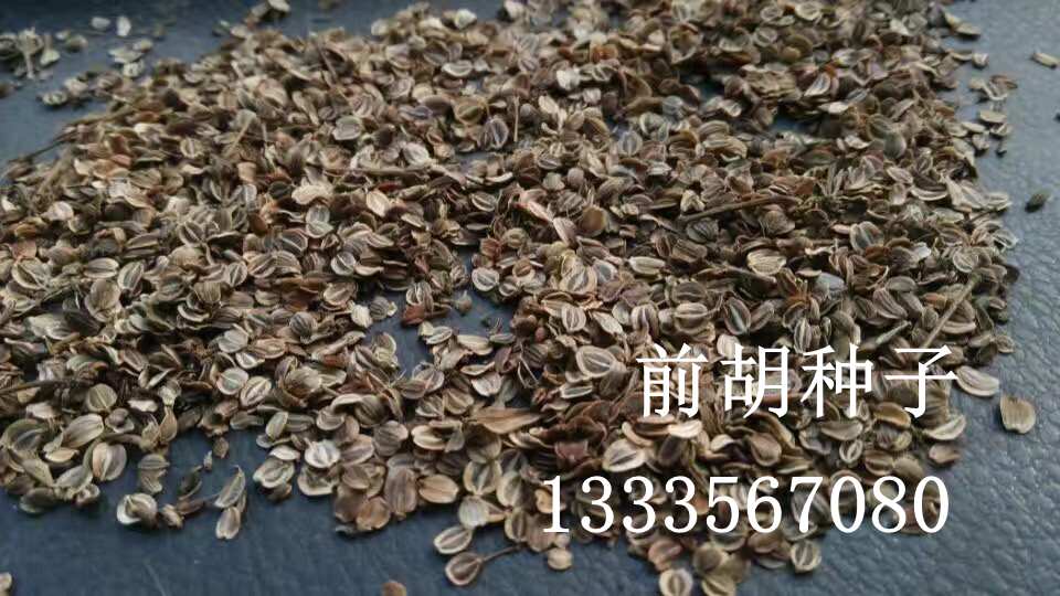 安徽白花前胡种子基地 安徽白花前胡种子基地