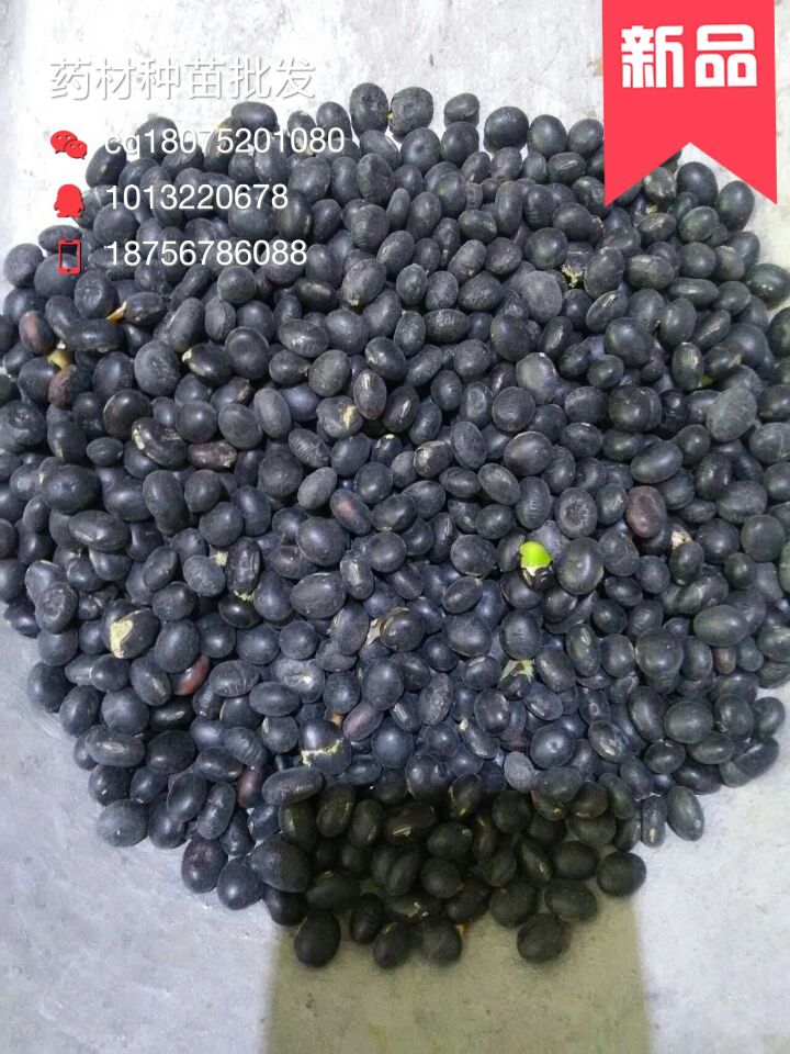 东北黑皮青仁黑豆种子