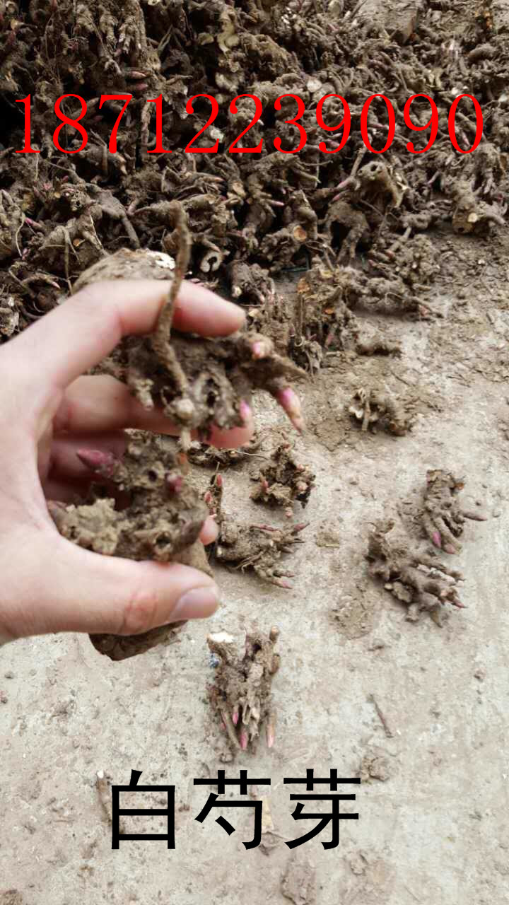 白芍芽 白芍的价格和种植技术