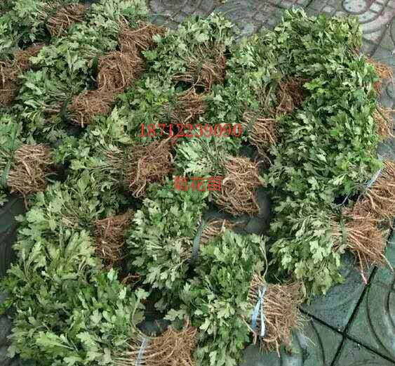 菊花苗 金丝皇菊 杭白菊 亳菊