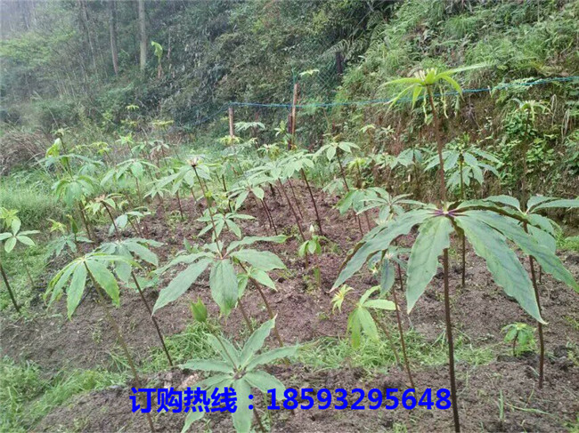 广西正宗重楼苗苗木基地	广西优质重楼苗培育基地
