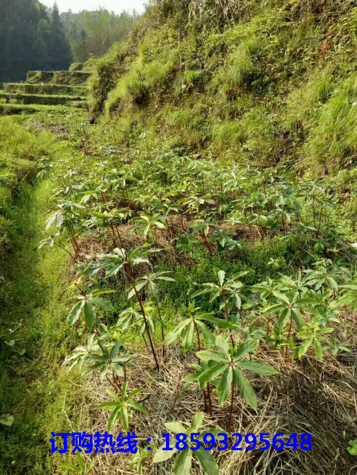 广西优质重楼苗培育基地	广西正宗重楼苗苗木基地
