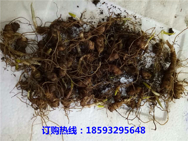 广西优质重楼苗培育基地	广西正宗重楼苗苗木基地