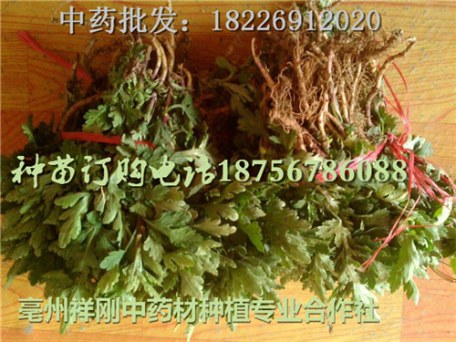 安徽菊花苗产地  亳州菊花种植厂家