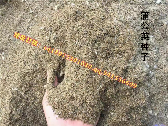 安徽蒲公英种植园 安徽蒲公英大型基地