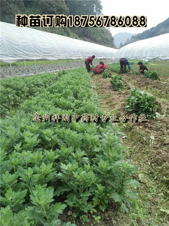 菊花苗一亩地3800棵  杭白菊一亩地4000棵左右