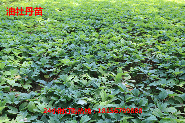 安徽油牡丹苗育苗场	安徽油牡丹苗种植园